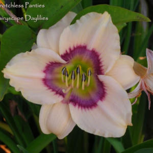 Daylily 'Crotchless Panties' from allthingsplants. 