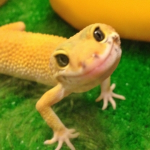 l-Leopard-Gecko
